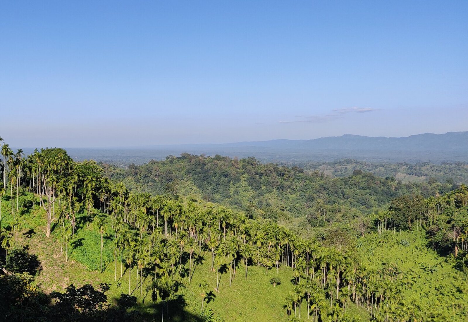 Green hills and areca palms at Vanghmun in Jampui Hills